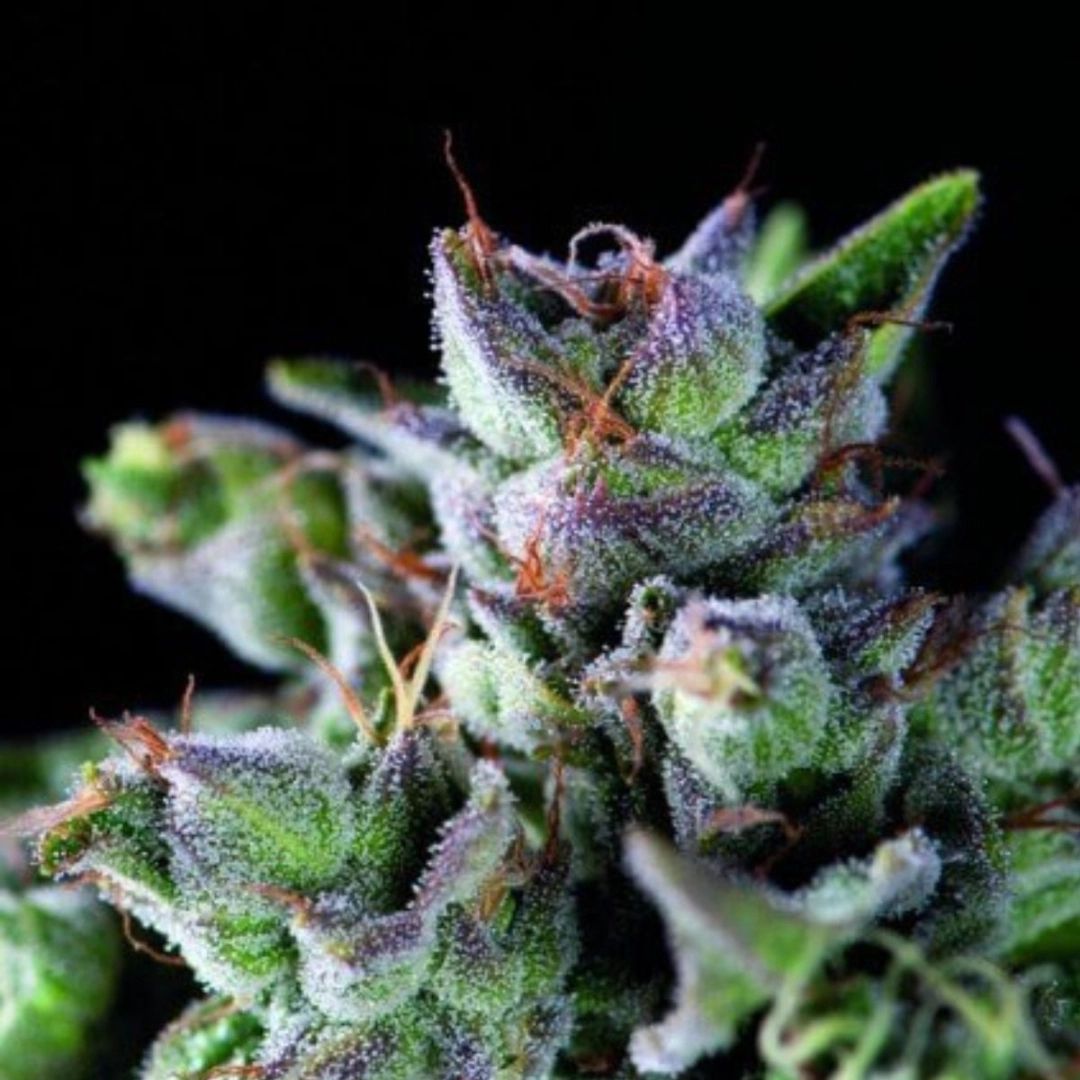 Gorila – Pyramid Seeds – Feminisiert