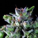Gorila Cannabisblüte – gewachsen aus Feminisierte Hanfsamen von Pyramid Seeds