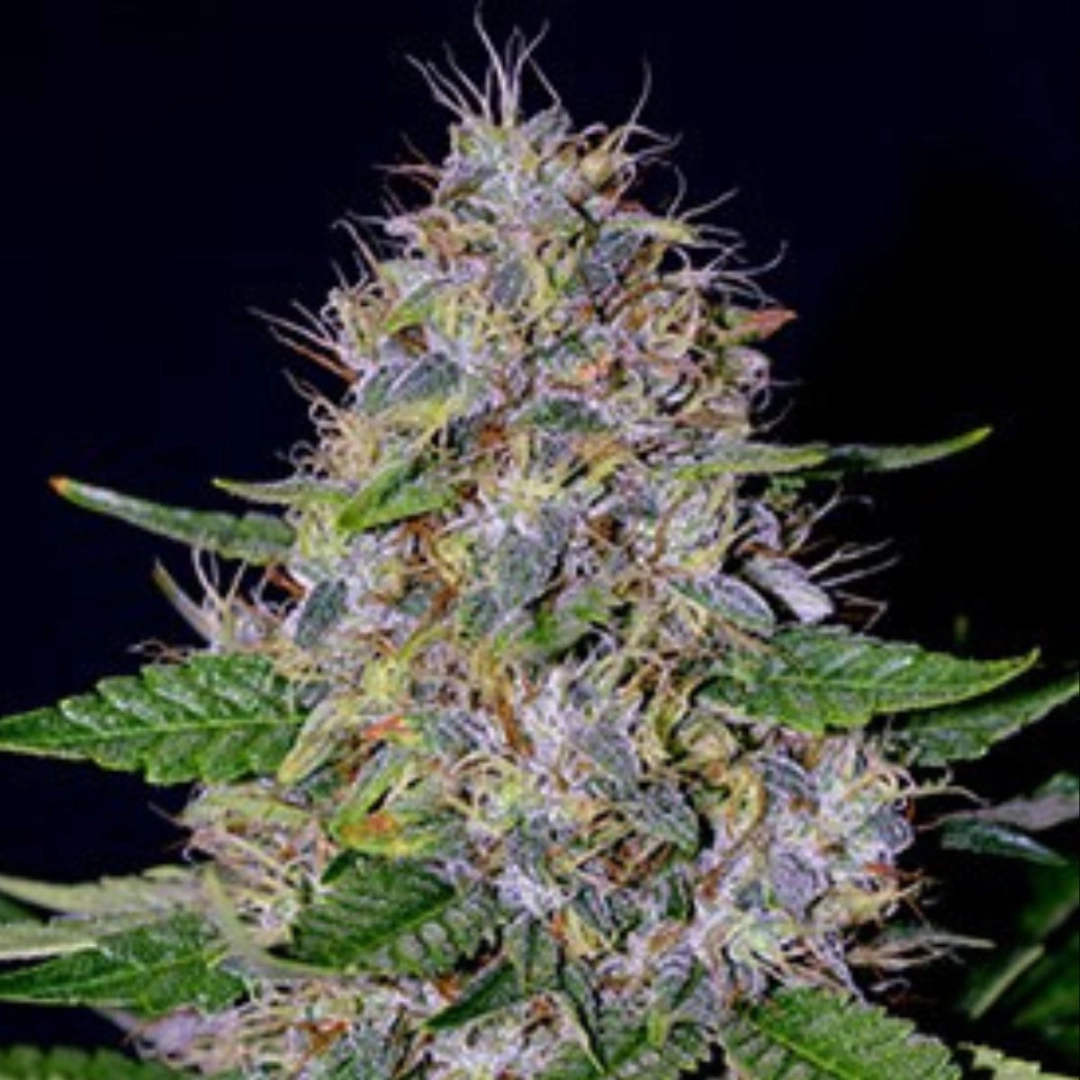 G13 Labs Apple Crumble – G13 Labs – Feminisiert