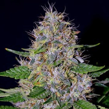 G13 Labs Apple Crumble Cannabisblüte – gewachsen aus Feminisierte Hanfsamen von G13 Labs Seeds
