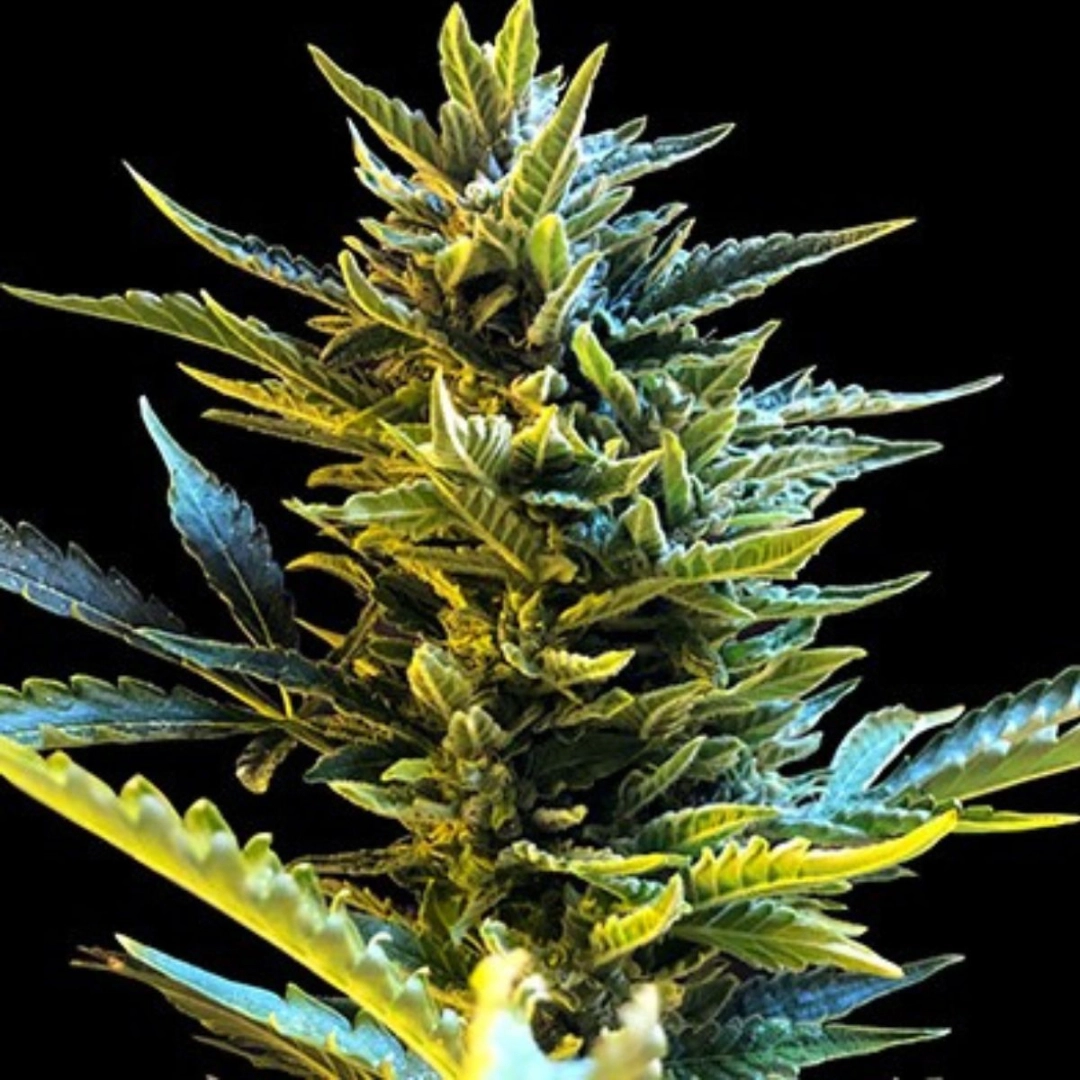 Bride Cake Auto – G13 Labs – Autoflowering