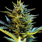 Bride Cake Auto Cannabisblüte – gewachsen aus Automatic Hanfsamen von G13 Labs Seeds