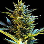 Bride Cake Auto Cannabisblüte – gewachsen aus Automatic Hanfsamen von G13 Labs Seeds