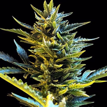 Bride Cake Auto Cannabisblüte – gewachsen aus Automatic Hanfsamen von G13 Labs Seeds