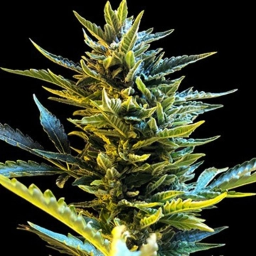 Bride Cake Auto Cannabisblüte – gewachsen aus Automatic Hanfsamen von G13 Labs Seeds