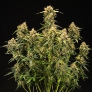 Medusa F1 Auto Cannabisblüte – gewachsen aus Automatic Hanfsamen von Royal Queen Seeds