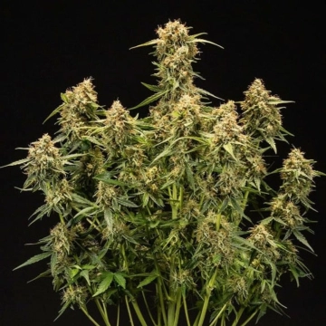 Medusa F1 Auto Cannabisblüte – gewachsen aus Automatic Hanfsamen von Royal Queen Seeds