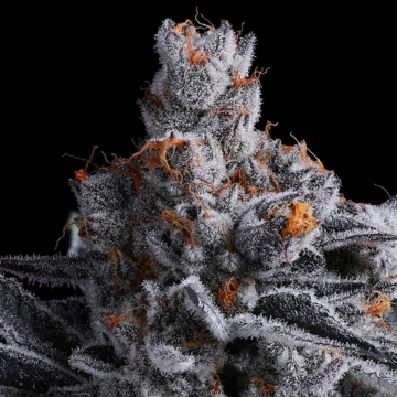 High MARS Cannabisblüte – gewachsen aus Feminisierte Hanfsamen von Anesia Seeds