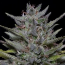 Trippy Pebbles Cannabisblüte – gewachsen aus Feminisierte Hanfsamen von Bighead Seeds