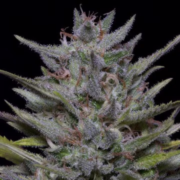Trippy Pebbles Cannabisblüte – gewachsen aus Feminisierte Hanfsamen von Bighead Seeds