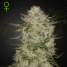 HighCloudZ Auto Cannabisblüte – gewachsen aus Automatic Hanfsamen von Greenhouse Seed Co