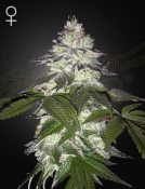 MILKY DREAMS Cannabisblüte – gewachsen aus Feminisierte Hanfsamen von Greenhouse Seed Co