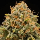 TRITON BISCOTTO LIME® Cannabisblüte – gewachsen aus Feminisierte Hanfsamen von Seed Stockers