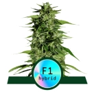 Hyperion F1 Auto Cannabisblüte – gewachsen aus Automatic Hanfsamen von Royal Queen Seeds