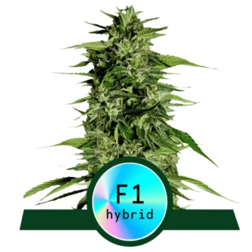 Hyperion F1 Auto Cannabisblüte – gewachsen aus Automatic Hanfsamen von Royal Queen Seeds