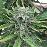 Black Apple Fritter Cannabisblüte – gewachsen aus Automatic Hanfsamen von TasteBudz