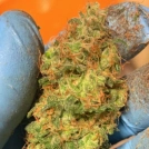 Orange Mooncake Cannabisblüte – gewachsen aus Feminisierte Hanfsamen von TasteBudz