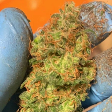 Orange Mooncake Cannabisblüte – gewachsen aus Feminisierte Hanfsamen von TasteBudz