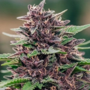 Toffee Pudding Auto Cannabisblüte – gewachsen aus Automatic Hanfsamen von Anesia Seeds