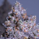 Frozen Black Cherry Auto Cannabisblüte – gewachsen aus Automatic Hanfsamen von Anesia Seeds