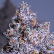 Frozen Black Cherry Auto Cannabisblüte – gewachsen aus Automatic Hanfsamen von Anesia Seeds