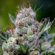 Green Apple Juice Auto Cannabisblüte – gewachsen aus Automatic Hanfsamen von Anesia Seeds