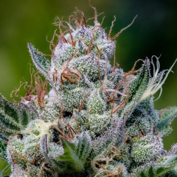Green Apple Juice Auto Cannabisblüte – gewachsen aus Automatic Hanfsamen von Anesia Seeds