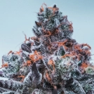 Deep Jealousy Auto Cannabisblüte – gewachsen aus Automatic Hanfsamen von Anesia Seeds