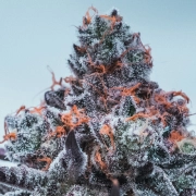 Deep Jealousy Auto Cannabisblüte – gewachsen aus Automatic Hanfsamen von Anesia Seeds