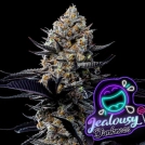 Jealousy Dankness Cannabisblüte – gewachsen aus Feminisierte Hanfsamen von Anesia Seeds