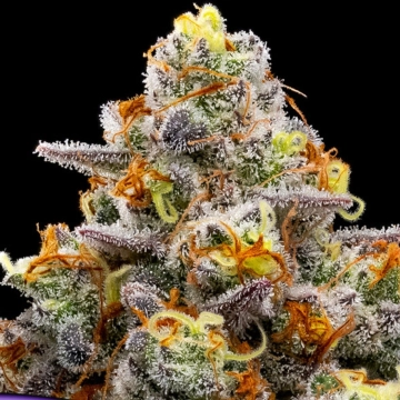 Purple Boost Highness Cannabisblüte – gewachsen aus Feminisierte Hanfsamen von Anesia Seeds
