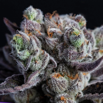 Blackberry Moonrocks® Cannabisblüte – gewachsen aus Feminisierte Hanfsamen von Anesia Seeds