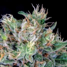 Amnesia Flash Cannabisblüte – gewachsen aus Feminisierte Hanfsamen von Anesia Seeds