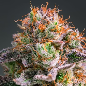 Apricot Oreoz Cannabisblüte – gewachsen aus Feminisierte Hanfsamen von Anesia Seeds