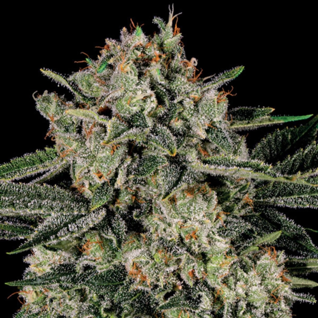 Banana MAC – Anesia Seeds – Feminisiert