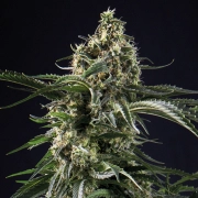 Big Bazooka Cannabisblüte – gewachsen aus Feminisierte Hanfsamen von Anesia Seeds
