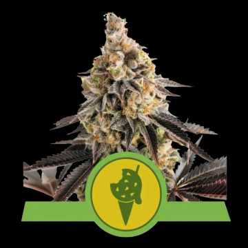 Cookies Gelato Auto Cannabisblüte – gewachsen aus Automatic Hanfsamen von Royal Queen Seeds