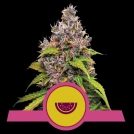 Watermelon Cannabisblüte – gewachsen aus Feminisierte Hanfsamen von Royal Queen Seeds