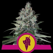 Cookies Gelato Cannabisblüte – gewachsen aus Feminisierte Hanfsamen von Royal Queen Seeds