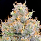 Future #1 Cannabisblüte – gewachsen aus Feminisierte Hanfsamen von Anesia Seeds