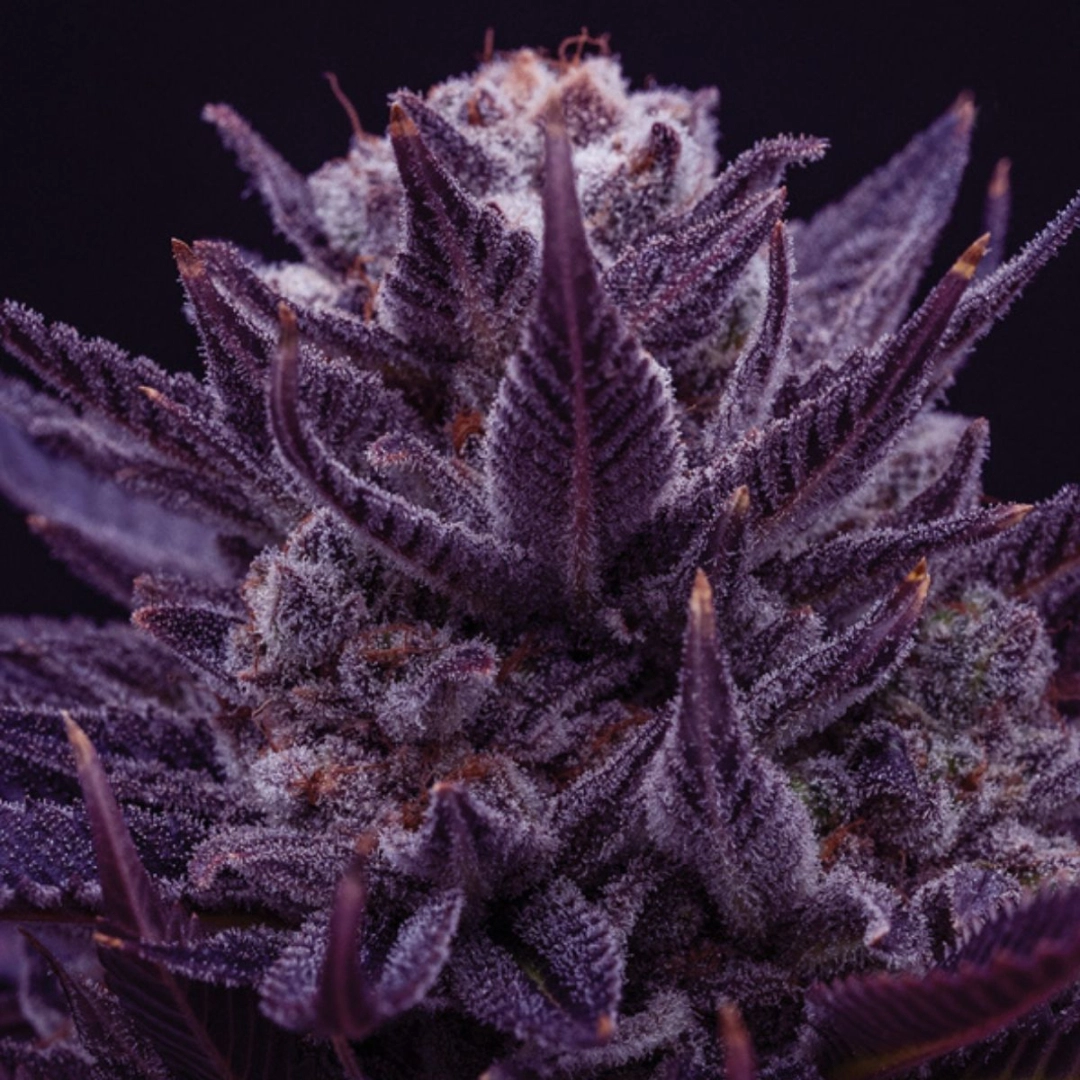 IMPERIUM X® – Anesia Seeds – Feminisiert