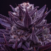 IMPERIUM X® Cannabisblüte – gewachsen aus Feminisierte Hanfsamen von Anesia Seeds