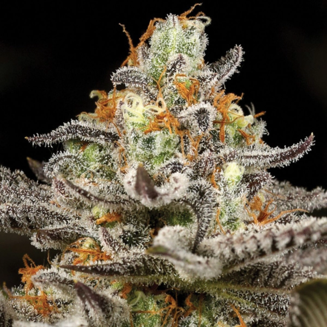 Sleepy Joe – Anesia Seeds – Feminisiert