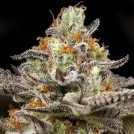 Sleepy Joe Cannabisblüte – gewachsen aus Feminisierte Hanfsamen von Anesia Seeds