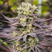 Oracle Octane Cannabisblüte – gewachsen aus Feminisierte Hanfsamen von Anesia Seeds