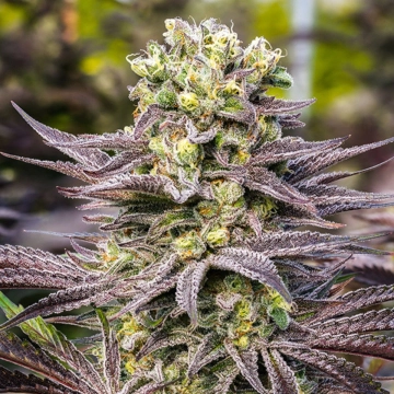 Oracle Octane Cannabisblüte – gewachsen aus Feminisierte Hanfsamen von Anesia Seeds