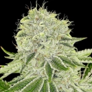 Cash Cow Cannabisblüte – gewachsen aus Feminisierte Hanfsamen von Anesia Seeds
