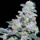 Captain Future Cannabisblüte – gewachsen aus Feminisierte Hanfsamen von Anesia Seeds