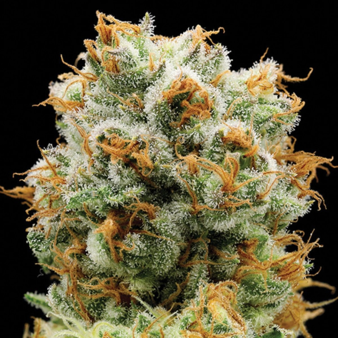 Bola Mintz® – Anesia Seeds – Feminisiert