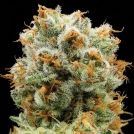 Bola Mintz® Cannabisblüte – gewachsen aus Feminisierte Hanfsamen von Anesia Seeds
